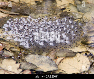 Frogspawn in a leafy puddle Stock Photo