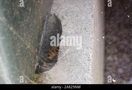 Large Spider in a Brick - species unknown