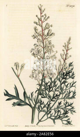 Crinkle bush or parsley fern (sulphur-wort-leaved lomatia), Lomatia silaifolia. Handcoloured copperplate engraving by F. Sansom Jr. after an illustration by Sydenham Edwards from William Curtis' Botanical Magazine, T. Curtis, London, 1810. Stock Photo