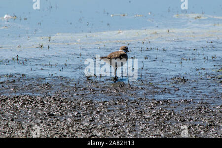 Birds in their habitat Stock Photo