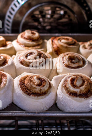 Cinnamon rolls baking in a hot oven Stock Photo