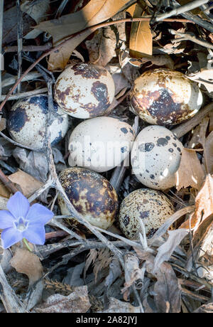 close up of beautiful speckled quail eggs in a rustic outdoor setting Stock Photo
