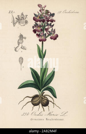Green-winged orchid or green-veined orchid, Anacamptis morio (Orchis morio). Handcoloured lithograph from Diederich von Schlechtendal's German Flora (Flora von Deutschland), Jena, 1871. Stock Photo