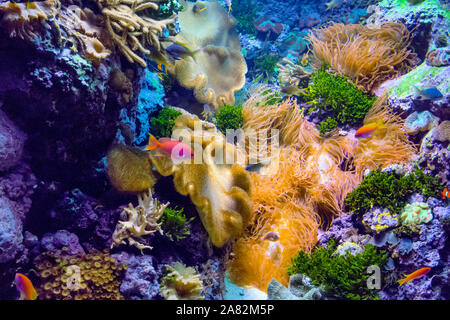 A colorful pink Fish swims in a salt water aquarium full of coral, anemone and live rock Stock Photo