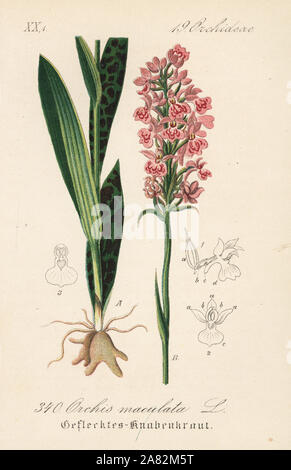 Heath-spotted orchid or moorland spotted orchid, Dactylorhiza maculata (Orchis maculata). Handcoloured lithograph from Diederich von Schlechtendal's German Flora (Flora von Deutschland), Jena, 1871. Stock Photo