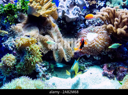 Fish swim in a colorful salt water aquarium full of coral, anemone and live rock Stock Photo