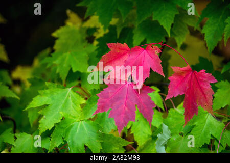 colorful fall leaves on a maple tree. the start of autumn Stock Photo