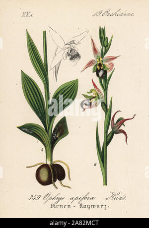 Bee orchid, Ophrys apifera. Handcoloured lithograph from Diederich von Schlechtendal's German Flora (Flora von Deutschland), Jena, 1871. Stock Photo