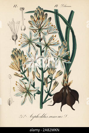 Branched asphodel, Asphodelus ramosus. Handcoloured lithograph from Diederich von Schlechtendal's German Flora (Flora von Deutschland), Jena, 1871. Stock Photo