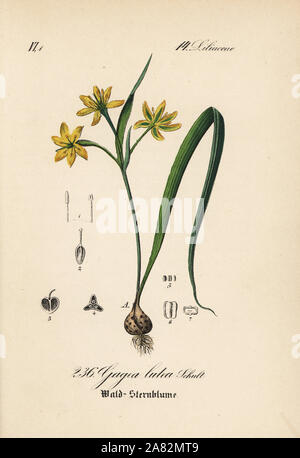 Yellow Star-of-Bethlehem, Gagea lutea. Handcoloured lithograph from Diederich von Schlechtendal's German Flora (Flora von Deutschland), Jena, 1871. Stock Photo