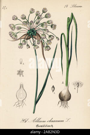Field garlic, Allium oleraceum. Handcoloured lithograph from Diederich von Schlechtendal's German Flora (Flora von Deutschland), Jena, 1871. Stock Photo