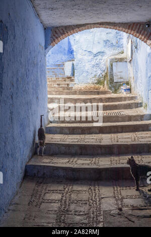 Cats wander through the alleyways of the "Blue City" of Chefchaouen, Morocco Stock Photo