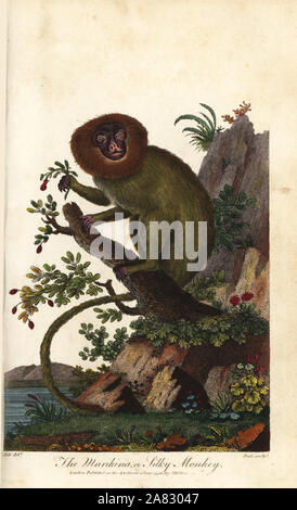 Golden lion tamarin, Leontopithecus rosalia, endangered. Marikina or silky monkey. Handcoloured copperplate engraving by J. Pass after an illustration by Johann Jakob Ihle from Ebenezer Sibly's Universal System of Natural History, London, 1795. Stock Photo