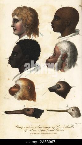 Comparative anatomy of the heads of men, apes and birds. Handcoloured ...