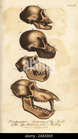 Comparative anatomy of the skulls of the ape, baboon and monkey ...