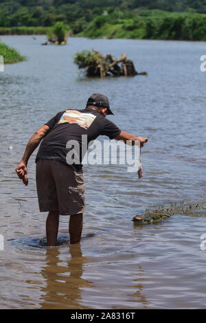 Man hand feeds American Crocodile (Crocodylus acutus) in Tarcoles River, Costa Rica Stock Photo