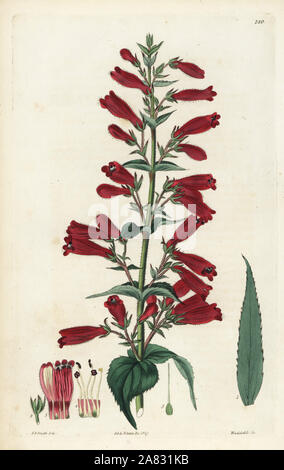 Penstemon roseus (Rose-coloured chelone, Chelone rosea). Handcoloured copperplate engraving by Weddell after a botanical illustration by Edward Dalton Smith from Robert Sweet's The British Flower Garden, Ridgeway, London, 1827. Stock Photo