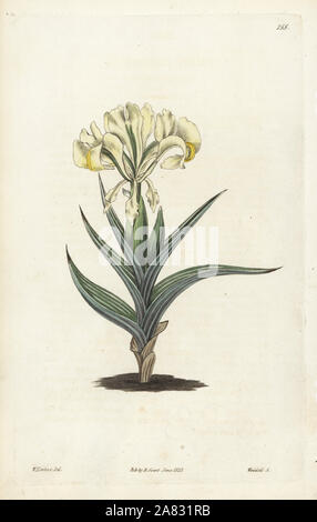 Caucasean iris, Iris caucasica. Handcoloured copperplate engraving by Weddell after a botanical illustration by Edward Dalton Smith from Robert Sweet's The British Flower Garden, Ridgeway, London, 1828. Stock Photo