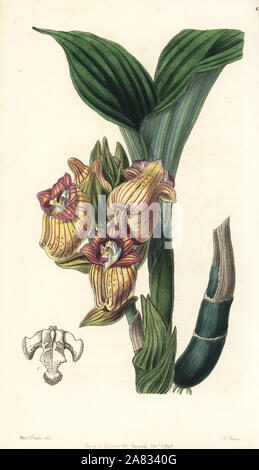 Javanese acanthephippium orchid, Acanthephippium javanicum (Javanese acanthophippium, Acanthophippium javanicum). Handcoloured copperplate engraving by George Barclay after an illustration by Miss Sarah Drake from Edwards' Botanical Register, edited by John Lindley, London, Ridgeway, 1846. Stock Photo