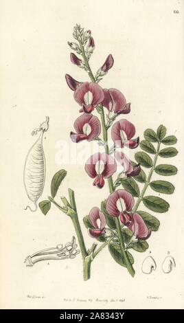 Darling pea or Captain Grey's swainsona, Swainsona greyana. Handcoloured copperplate engraving by George Barclay after an illustration by Miss Sarah Drake from Edwards' Botanical Register, edited by John Lindley, London, Ridgeway, 1846. Stock Photo