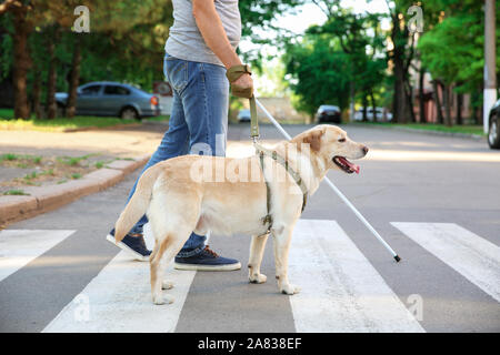 Blind mature man with guide dog crossing road Stock Photo