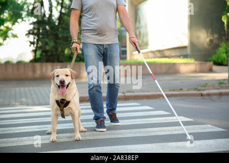 Blind mature man with guide dog crossing road Stock Photo