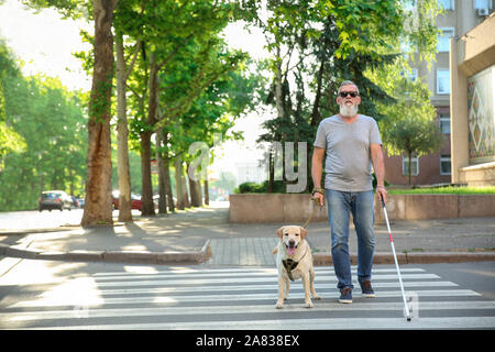 Blind mature man with guide dog crossing road Stock Photo