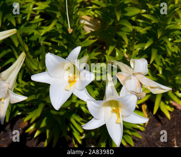 Glorious Lilium candidum  or Madonna Lily  a plant in the genus Lilium, one of the true lilies flowering in late spring is a decorative garden plant. Stock Photo