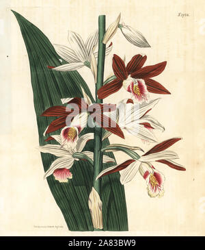 Greater swamp-orchid Phaius tankervilleae (Lady Tankerville's bletia, Bletia tankervilliae). Endangered. Handcoloured botanical engraving from John Sims' Curtis's Botanical Magazine, Couchman, London, 1817. Stock Photo