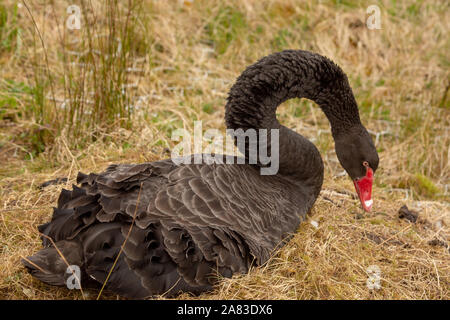 Stunning long necked black swan building her nest Stock Photo