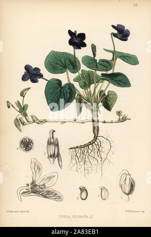 Sweet violet, Viola odorata. Handcoloured lithograph by Hanhart after a  botanical illustration by David Blair from Robert Bentley and Henry  Trimen's Medicinal Plants, London, 1880 Stock Photo - Alamy