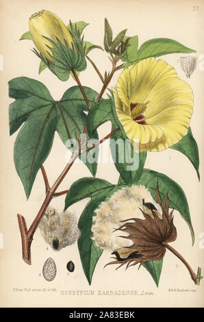 Sea Island cotton, Gossypium barbadense. Handcoloured lithograph by Hanhart after a botanical illustration by David Blair from Robert Bentley and Henry Trimen's Medicinal Plants, London, 1880. Stock Photo