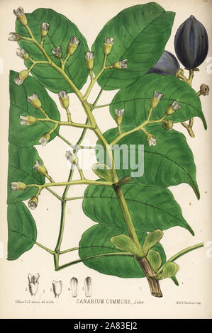 Canarium nut, Manila elemi or Java almond, Canarium indicum (Canarium commune). Handcoloured lithograph by Hanhart after a botanical illustration by David Blair from Robert Bentley and Henry Trimen's Medicinal Plants, London, 1880. Stock Photo