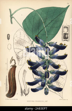 Velvet bean or cowhage, Mucuna pruriens. Handcoloured lithograph by ...
