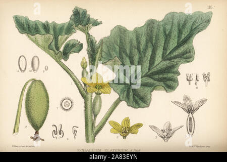 Squirting cucumber or exploding cucumber, Ecballium elaterium. Handcoloured lithograph by Hanhart after a botanical illustration by David Blair from Robert Bentley and Henry Trimen's Medicinal Plants, London, 1880. Stock Photo