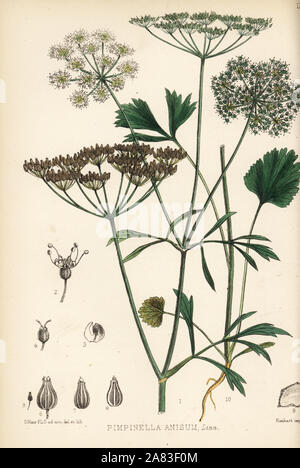 Anise or aniseed, Pimpinella anisum. Handcoloured lithograph by Hanhart after a botanical illustration by David Blair from Robert Bentley and Henry Trimen's Medicinal Plants, London, 1880. Stock Photo