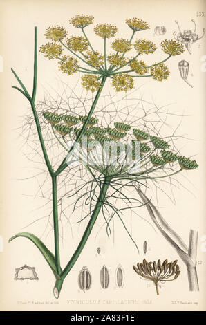 Fennel, Foeniculum vulgare (Foeniculum capillaceum). Handcoloured lithograph by Hanhart after a botanical illustration by David Blair from Robert Bentley and Henry Trimen's Medicinal Plants, London, 1880. Stock Photo