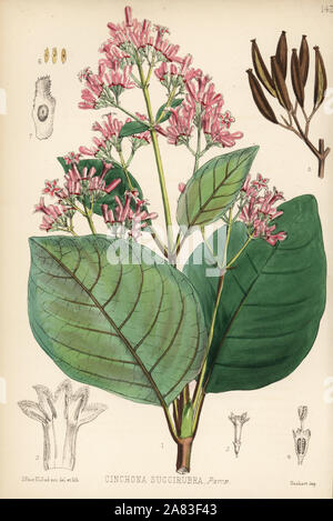 Red cinchona or quina, Cinchona pubescens (Cinchona succirubra). Handcoloured lithograph by Hanhart after a botanical illustration by David Blair from Robert Bentley and Henry Trimen's Medicinal Plants, London, 1880. Stock Photo