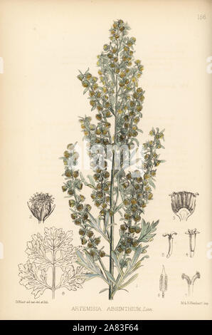 Wormwood or absinthe, Artemisia absinthium. Handcoloured lithograph by Hanhart after a botanical illustration by David Blair from Robert Bentley and Henry Trimen's Medicinal Plants, London, 1880. Stock Photo