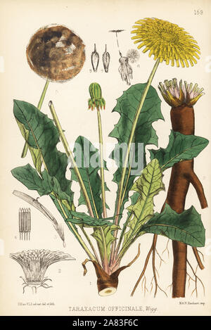 Dandelion, Taraxacum officinale. Handcoloured lithograph by Hanhart after a botanical illustration by David Blair from Robert Bentley and Henry Trimen's Medicinal Plants, London, 1880. Stock Photo
