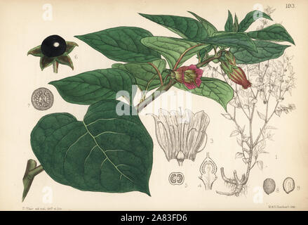 Deadly nightshade, Atropa belladonna. Handcoloured copperplate ...