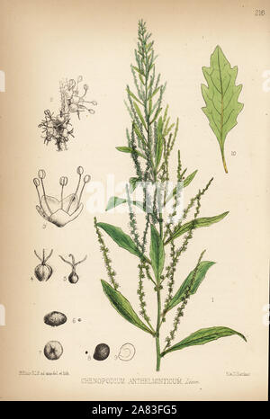 Jesuit's tea, wormseed or Jerusalem oak, Dysphania ambrosioides (Chenopodium anthelminticum). Handcoloured lithograph by Hanhart after a botanical illustration by David Blair from Robert Bentley and Henry Trimen's Medicinal Plants, London, 1880. Stock Photo
