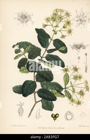 Boldo, Peumus boldus. Handcoloured lithograph by Hanhart after a botanical illustration by David Blair from Robert Bentley and Henry Trimen's Medicinal Plants, London, 1880.