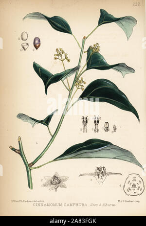 Camphor laurel, Cinnamomum camphora. Handcoloured lithograph by Hanhart after a botanical illustration by David Blair from Robert Bentley and Henry Trimen's Medicinal Plants, London, 1880. Stock Photo