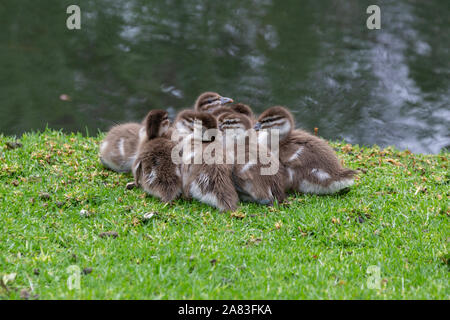 A group of ducklings nested against each other along side the River Torrens in Adelaide South Australia on 16th October 2019 Stock Photo