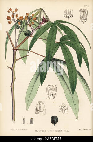 Cassava or manioc, Manihot esculenta (Manihot utilissima). Handcoloured lithograph by Hanhart after a botanical illustration by David Blair from Robert Bentley and Henry Trimen's Medicinal Plants, London, 1880. Stock Photo