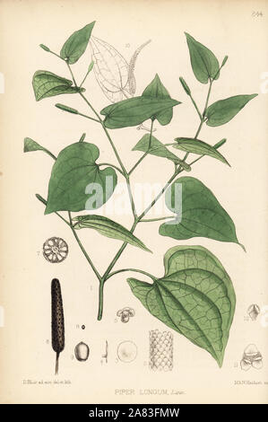 Long pepper or pippul, Piper longum. Handcoloured lithograph by Hanhart after a botanical illustration by David Blair from Robert Bentley and Henry Trimen's Medicinal Plants, London, 1880. Stock Photo