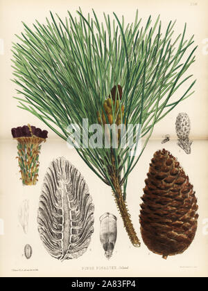 Maritime pine or cluster pine, Pinus pinaster. Handcoloured lithograph by Hanhart after a botanical illustration by David Blair from Robert Bentley and Henry Trimen's Medicinal Plants, London, 1880. Stock Photo