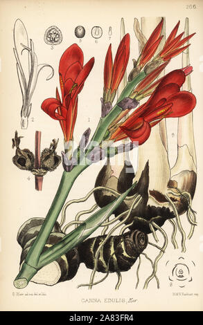 Indian shot, achira or meeru, Canna indica (Canna edulis). Handcoloured lithograph by Hanhart after a botanical illustration by David Blair from Robert Bentley and Henry Trimen's Medicinal Plants, London, 1880. Stock Photo