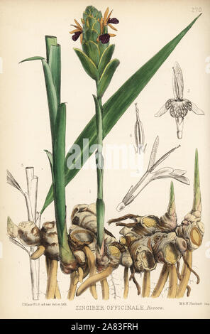 Ginger, Zingiber officinale. Handcoloured lithograph by Hanhart after a botanical illustration by David Blair from Robert Bentley and Henry Trimen's Medicinal Plants, London, 1880. Stock Photo